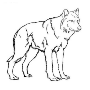 Disegno di lupo da stampare e colorare 37