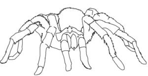 Disegno di ragno da stampare e colorare 23