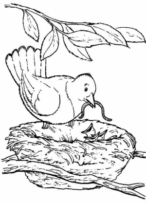 Disegno di uccello da stampare e colorare 72
