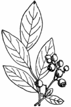 Disegni di Bacche da colorare