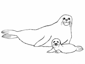 Disegno di foca da stampare e colorare 8
