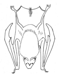 Disegno di pipistrello da stampare e colorare 14