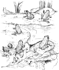Disegno di rana da stampare e colorare 15