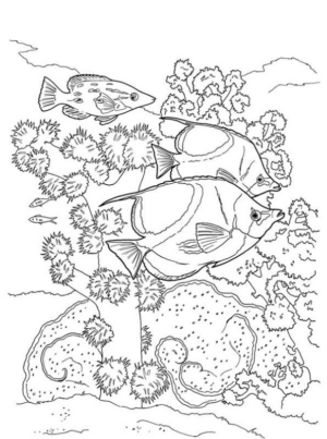 Disegno di pesce da stampare e colorare 114