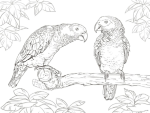 Disegno di pappagallo da stampare e colorare 101