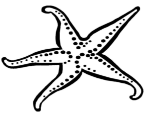 Disegno di stella marina da stampare e colorare 14