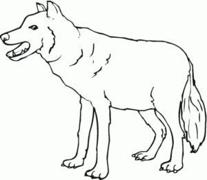 Disegno di lupo da stampare e colorare 30
