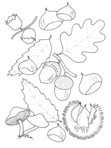 Disegno di ghianda da stampare e colorare 6