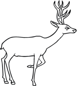 Disegno di cervo da stampare e colorare 27