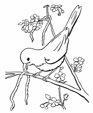 Disegno di passero da stampare e colorare 66