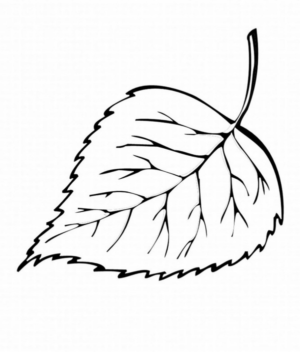 Disegno di foglia da stampare e colorare 166