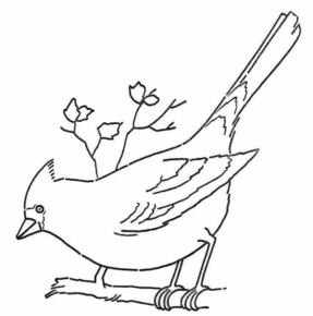 Disegno di passero da stampare e colorare 51