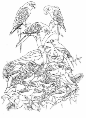 Disegno di uccello da stampare e colorare 70