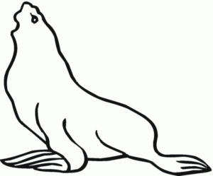 Disegno di foca da stampare e colorare 33