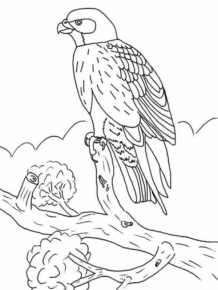 Disegno di aquila da stampare e colorare 22