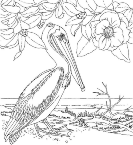 Disegno di pellicano da stampare e colorare 11