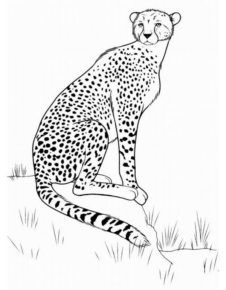 Disegno di leopardo da stampare e colorare 42