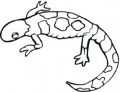 Disegni di Lucertole da colorare