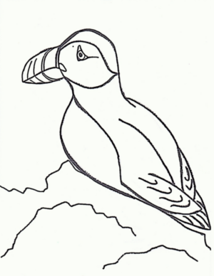 Disegno di tucano da stampare e colorare 34