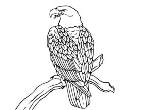 Disegno di aquila da stampare e colorare 7