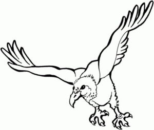 Disegno di aquila da stampare e colorare 34