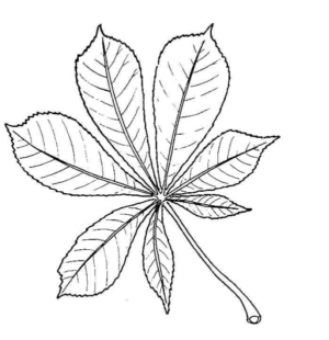 Disegno di foglia da stampare e colorare 211
