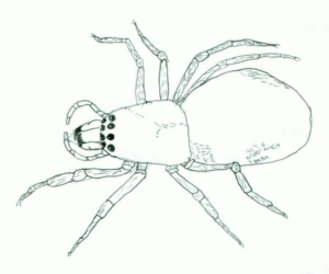Disegno di ragno da stampare e colorare 89