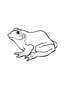 Disegno di rana da stampare e colorare 118