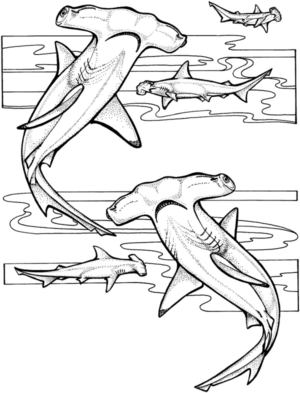 Disegno di squalo da stampare e colorare 30