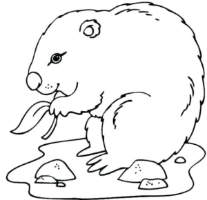 Disegno di castoro da stampare e colorare 5