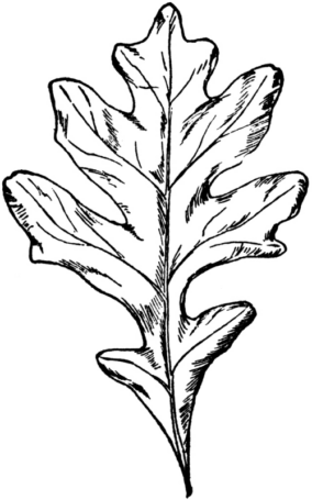 Disegno di foglia da stampare e colorare 90