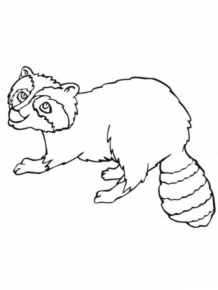 Disegno di procione da stampare e colorare 10