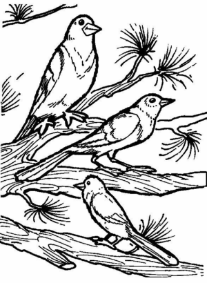 Disegno di passero da stampare e colorare 55