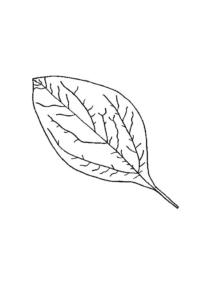 Disegno di foglia da stampare e colorare 127