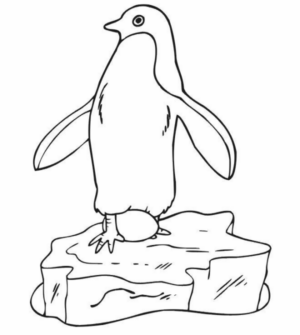 Disegno di pinguino da stampare e colorare 61