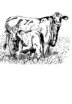 Disegno di mucca da stampare e colorare 28