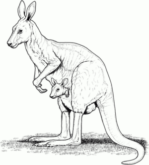 Disegno di canguro da stampare e colorare 14