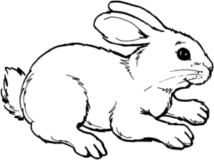 Disegno di coniglio da stampare e colorare 47