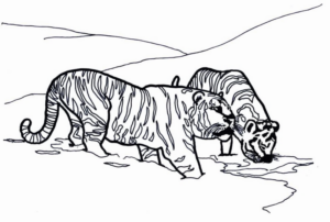 Disegno di tigre da stampare e colorare 31