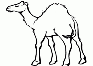 Disegno di dromedario da stampare e colorare 29