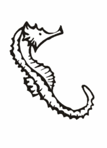 Disegno di cavalluccio marino da stampare e colorare 42