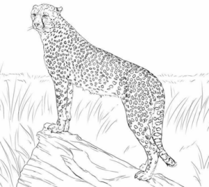 Disegno di leopardo da stampare e colorare 61