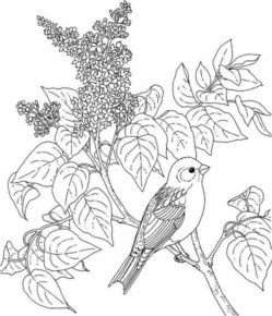 Disegno di uccello da stampare e colorare 46