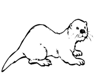 Disegno di lontra da stampare e colorare 5