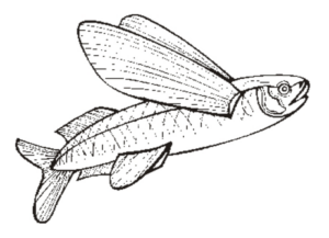 Disegno di pesce da stampare e colorare 211