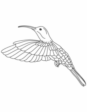 Disegno di colibr da stampare e colorare 21