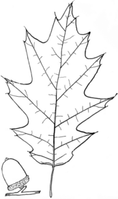 Disegno di foglia da stampare e colorare 89