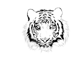 Disegno di tigre da stampare e colorare 35