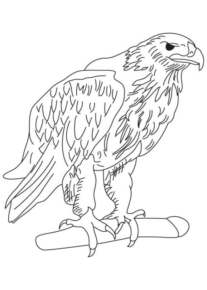 Disegno di falco da stampare e colorare 19