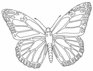 Disegno di farfalla da stampare e colorare 24